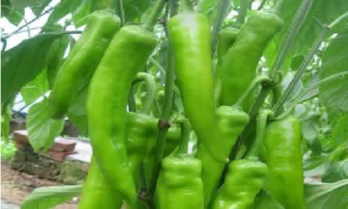 有機(jī)辣椒1.jpg 有機(jī)辣椒1.jpg