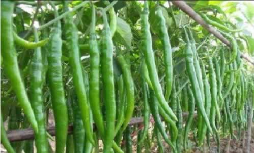 有機(jī)辣椒種植.jpg 有機(jī)辣椒種植.jpg