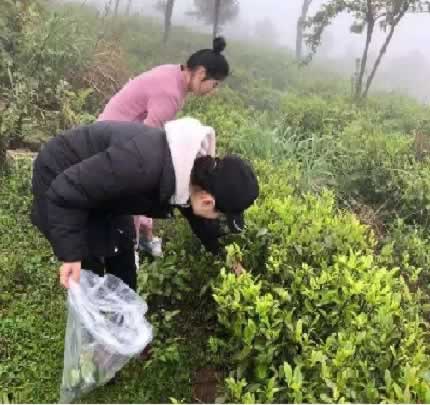 有機種植專業檢查員的工作