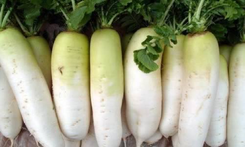 有機白蘿卜的是一種什么食物？