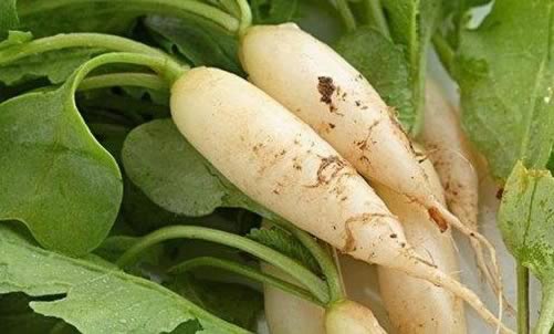 有機白蘿卜的是一種什么食物？