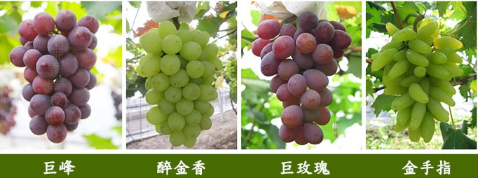 有機(jī)葡萄，越吃越健康