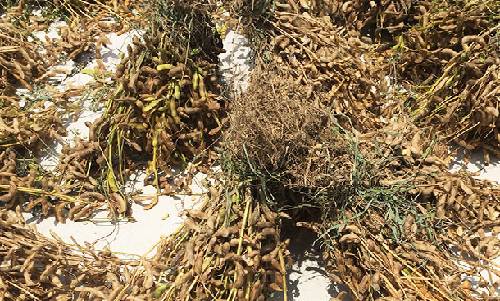 種植出來的黃豆 種植出來的黃豆