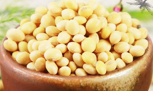 有機黃豆圖片 有機黃豆圖片