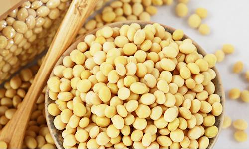 有機黃豆圖片 有機黃豆圖片