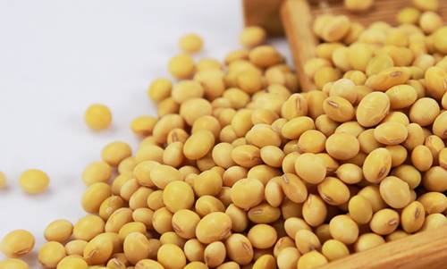 有機黃豆圖片 有機黃豆圖片