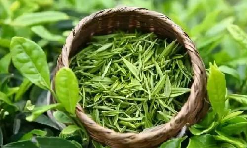 有機綠茶圖片 有機綠茶圖片