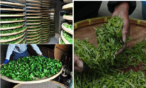 有機綠茶加工 有機綠茶加工