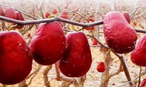 有機紅棗 有機紅棗