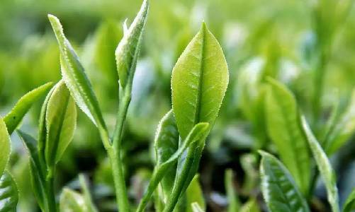 有機茶葉的圖片.png 有機茶葉的圖片.png