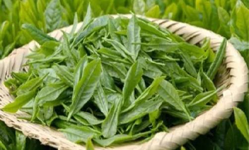 有機茶葉圖片.png 有機茶葉圖片.png