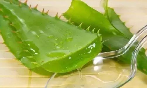 有機(jī)蘆薈圖片.png 有機(jī)蘆薈圖片.png