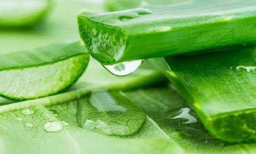 有機(jī)蘆薈圖片3.png 有機(jī)蘆薈圖片3.png