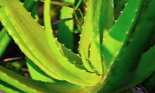 有機(jī)蘆薈圖片1.png 有機(jī)蘆薈圖片1.png