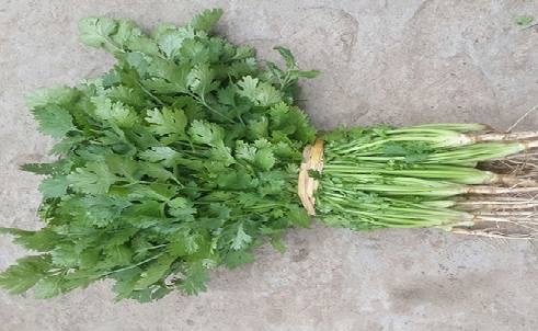 有機芫荽.png 有機芫荽.png