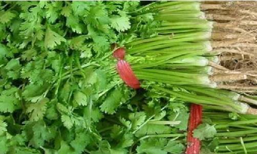 有機芫荽的圖片 有機芫荽的圖片
