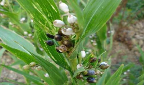 有機苡仁種植 有機苡仁種植