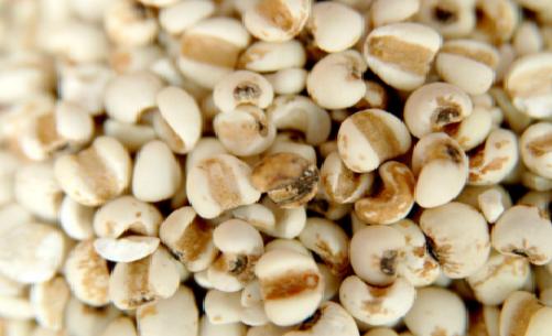 有機苡仁的圖片2.png 有機苡仁的圖片2.png