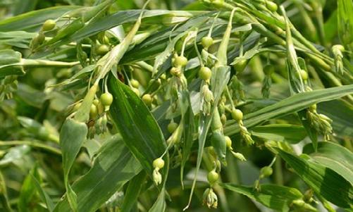 有機苡仁的圖片1.png 有機苡仁的圖片1.png