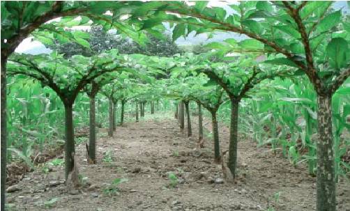 種植有機魔芋 種植有機魔芋