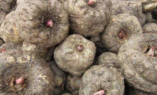 有機魔芋圖片 有機魔芋圖片