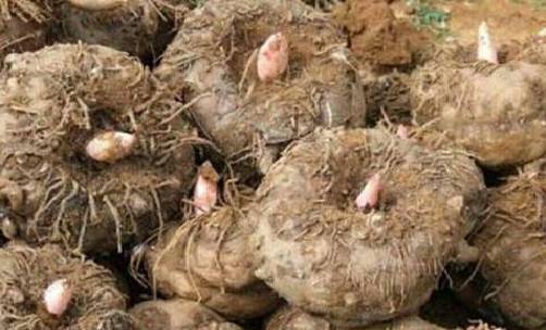 有機魔芋圖片.png 有機魔芋圖片.png