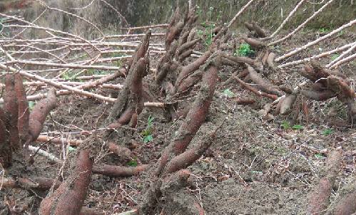 有機木薯 有機木薯