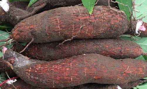 有機木薯圖片 有機木薯圖片