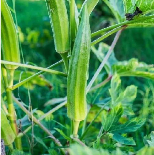 有機秋葵1.png 有機秋葵1.png