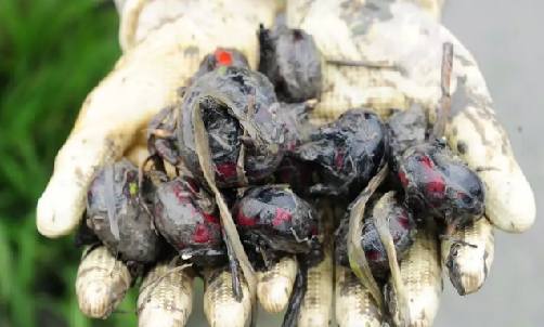 有機荸薺.png 有機荸薺.png