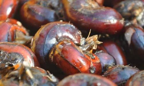 荸薺的圖片1.png 荸薺的圖片1.png