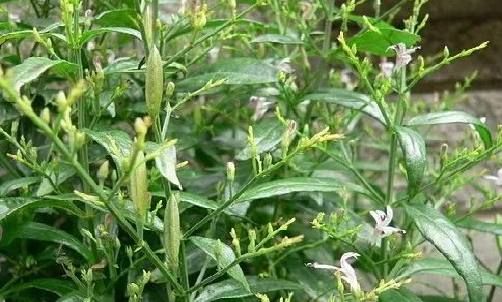 穿心蓮植物.png 穿心蓮植物.png