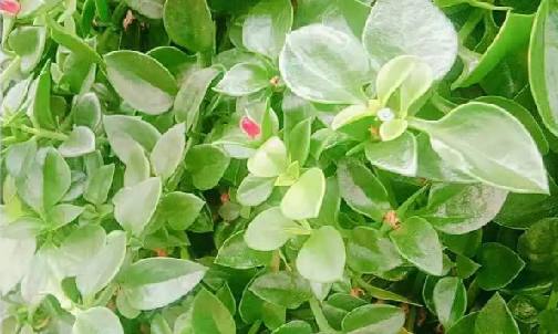 穿心蓮植物1.png 穿心蓮植物1.png