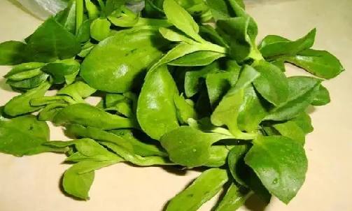 穿心蓮植物2.png 穿心蓮植物2.png