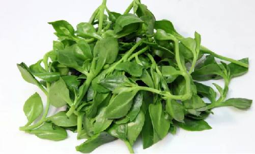 穿心蓮植物3.png 穿心蓮植物3.png