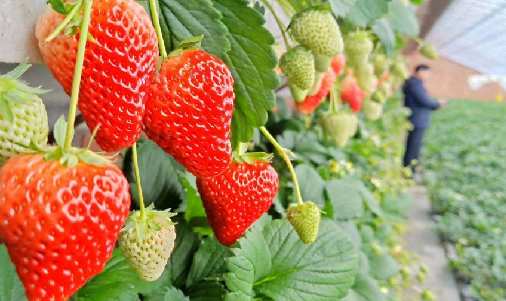 有機草莓1.png 有機草莓1.png