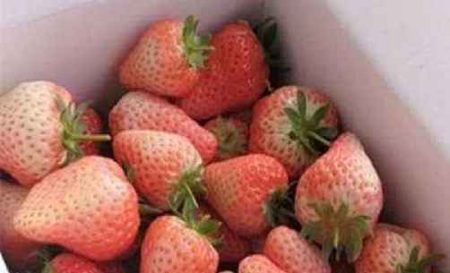 有機草莓.png 有機草莓.png