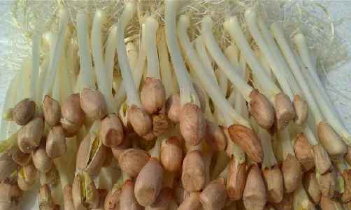 花生芽.png 花生芽.png