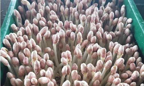 有機花生芽.png 有機花生芽.png