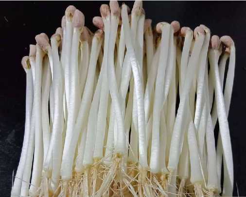 有機花生芽1.png 有機花生芽1.png